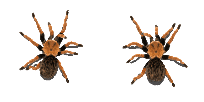 Wandering Spider Animated Cursor